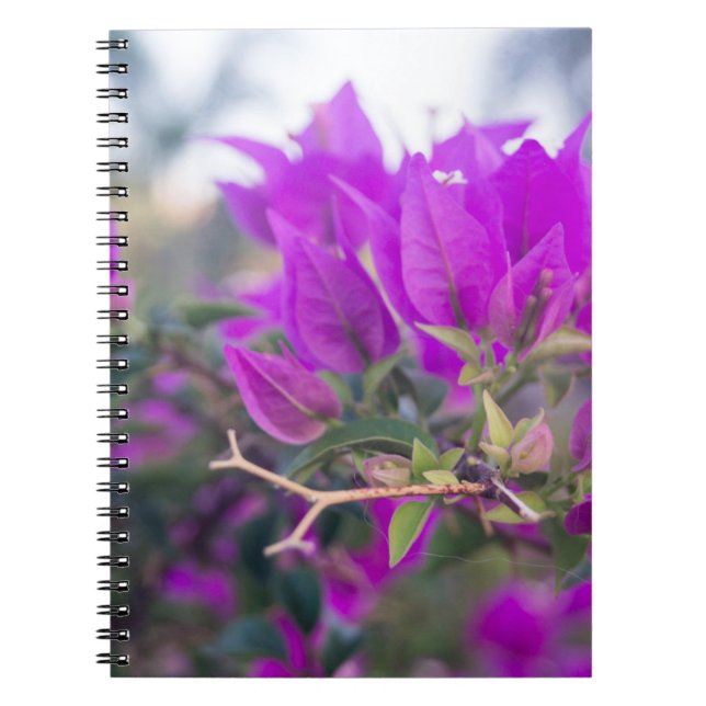 Purple Bougainvillea Flowers Notebook (Front)