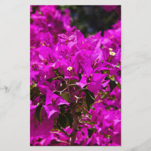 Purple Bougainvillea flowers Stationery