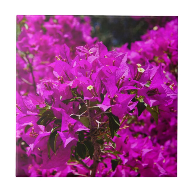 Purple Bougainvillea flowers Tile (Front)