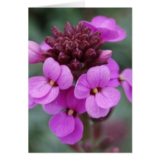 purple bud cards (Front)