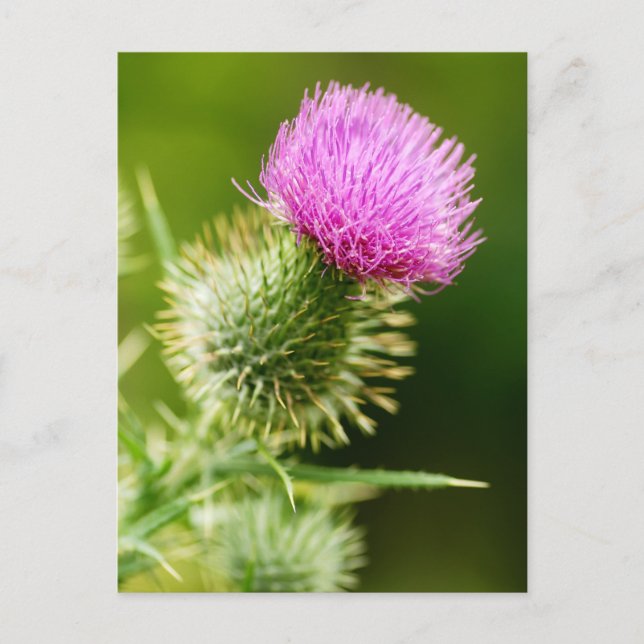 Purple Bull Thistle in Bloom Postcard (Front)