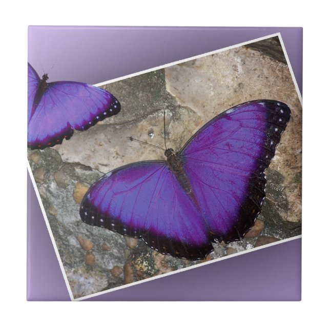 Purple Butterflies Ceramic Tile (Front)