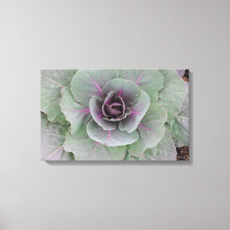 Purple Cabbage Wrapped Canvas Print