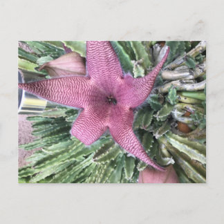 Purple Cactus Flower Postcard