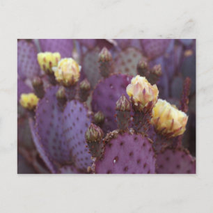 Purple Cactus Flowers Yellow Blooms Postcard