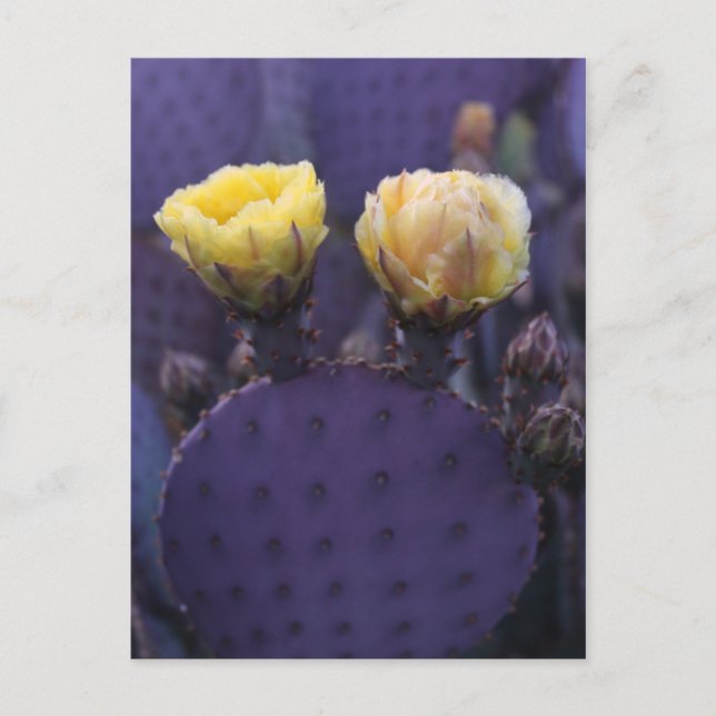 Purple Cactus Flowers Yellow Blooms Postcard (Front)
