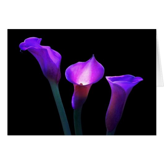 purple calla lily cards (Front Horizontal)