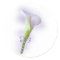 Purple Calla Lily