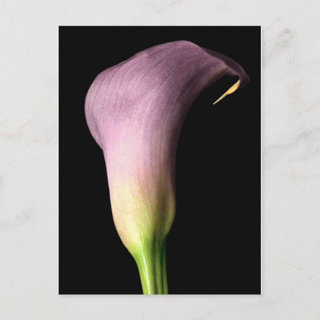 Purple Calla Lily Postcard (Front)