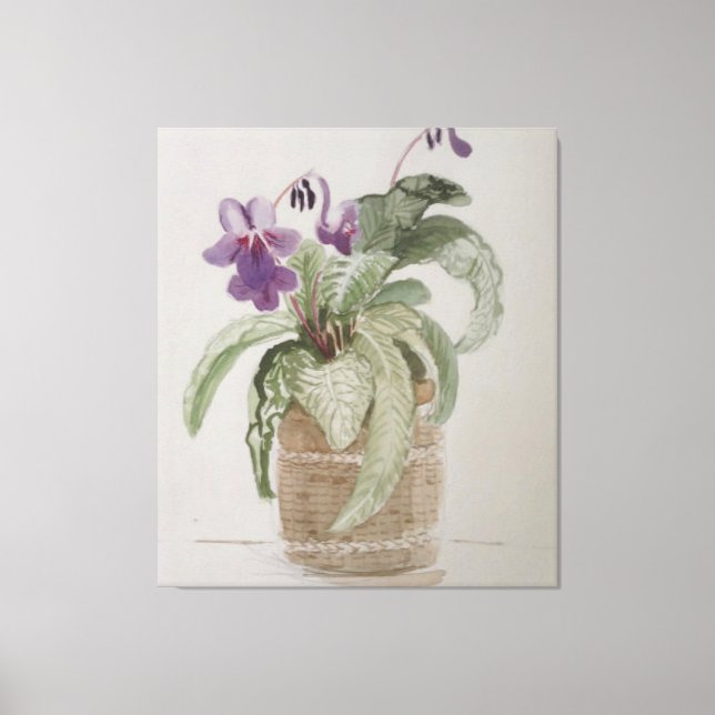 Purple Cape Primrose Watercolour Canvas Print (Front)