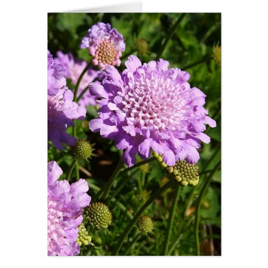 Purple Cards (Front)