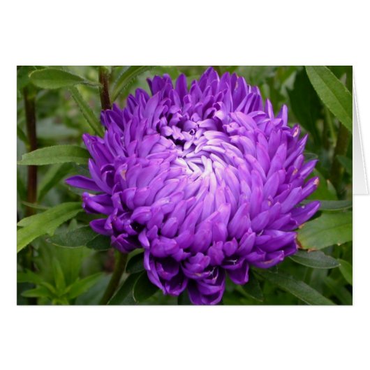 Purple Cards (Front Horizontal)