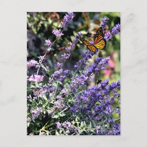 Purple Catmint Flower with Butterfly Postcard