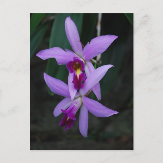 Purple Cattleya orchid Postcard (Front)