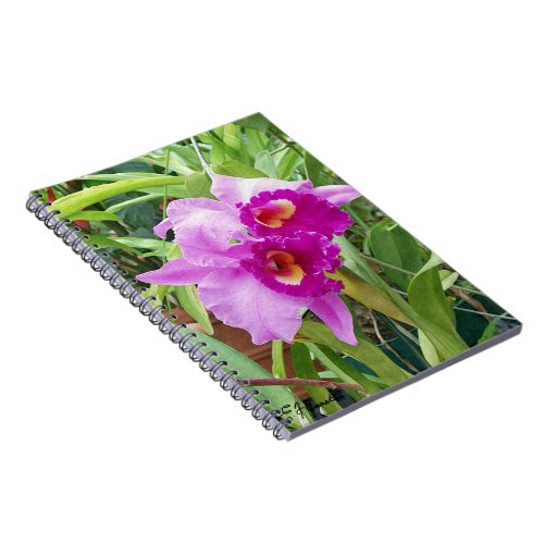 Purple Cattleya Orchids Notebook