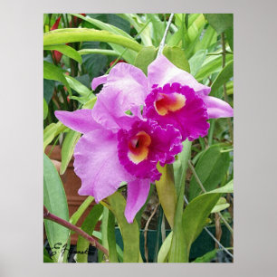 Purple Cattleya Orchids Poster