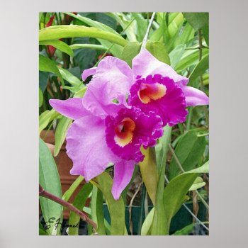 Purple Cattleya Orchids Poster by efhenneke at Zazzle