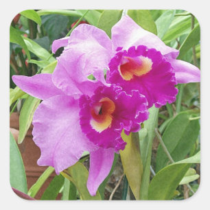 Purple Cattleya Orchids Sticker