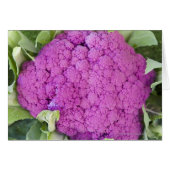 Purple cauliflower for sale (Front Horizontal)