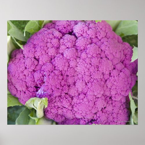 Purple cauliflower for sale poster