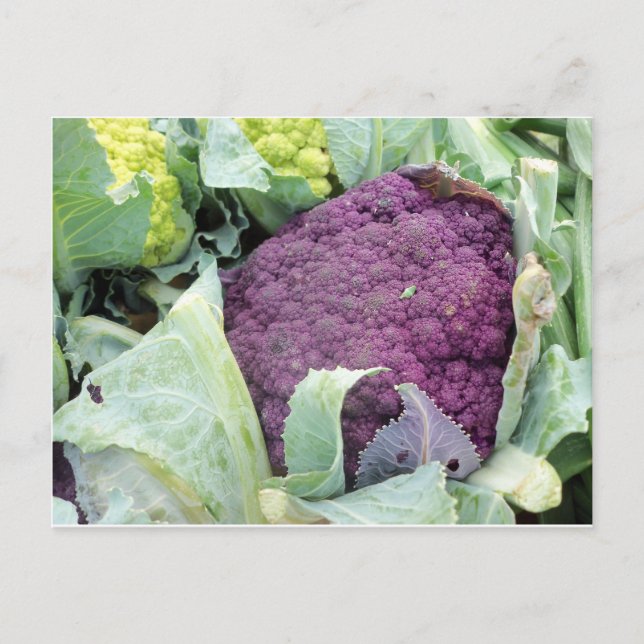Purple Cauliflower Postcard (Front)