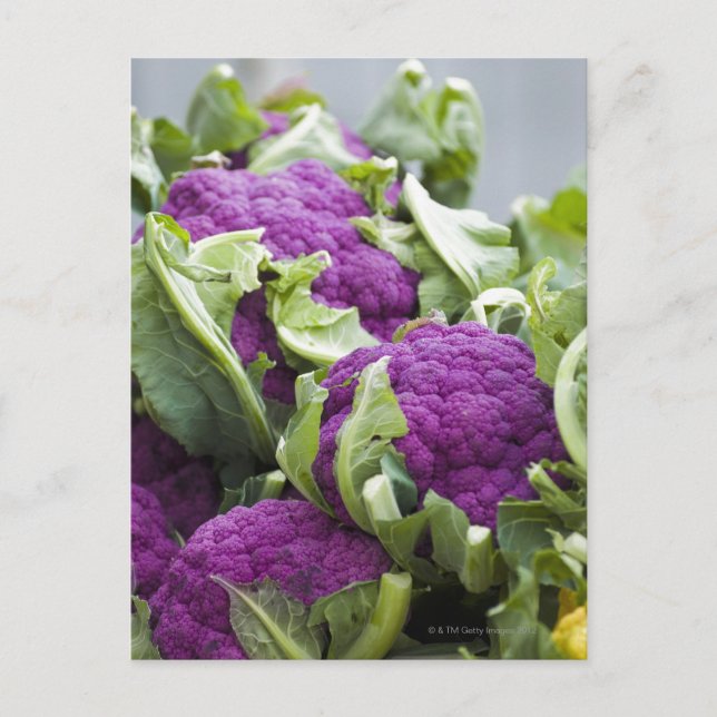 Purple cauliflower postcard (Front)