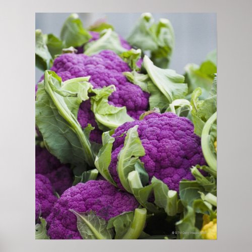 Purple cauliflower poster