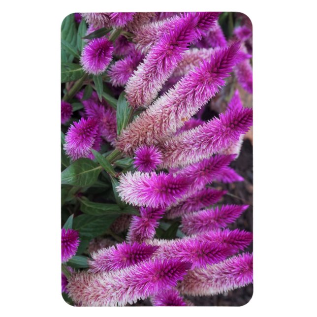 Purple Celosia Magnet (Vertical)