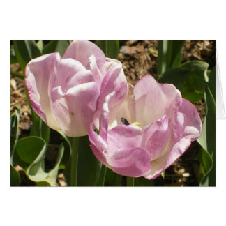 Purple Central Park Tulips Cards