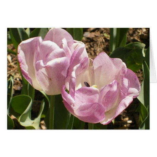 Purple Central Park Tulips Cards (Front Horizontal)