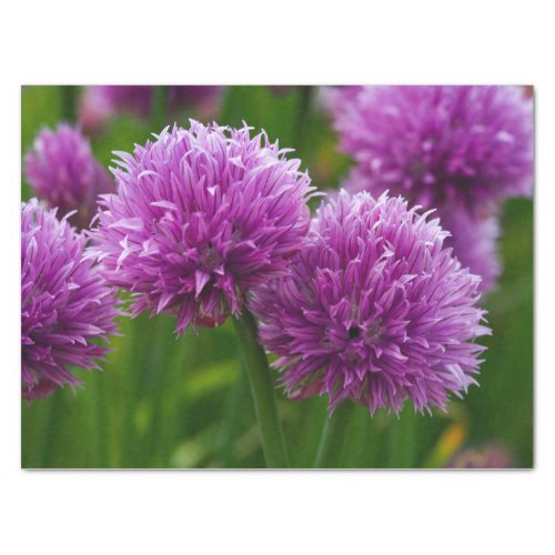 Purple Chive Flowers Tissue Paper