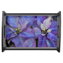 Purple christmas poinsettia