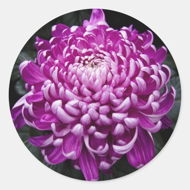 Purple Chrysanthemum Round Stickers (Front)