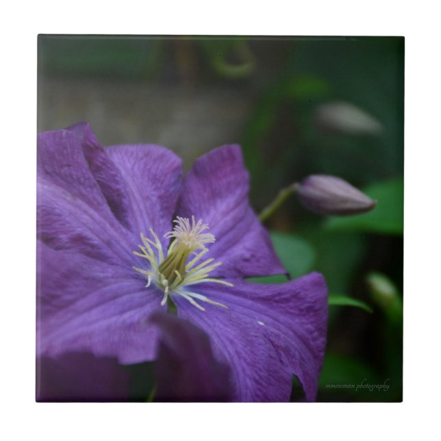 Purple Clematis Ceramic Tile (Front)
