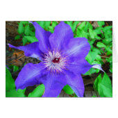 Purple Clematis Flower (Front Horizontal)