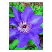 Purple Clematis Flower (Front)