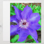 Purple Clematis Flower (Front/Back)