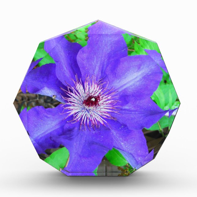 Purple Clematis Flower Award (Front)