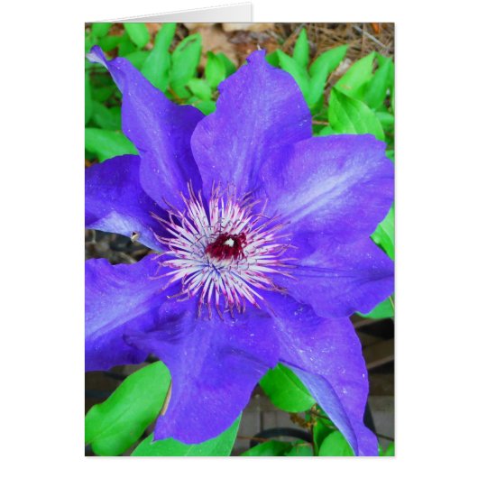 Purple Clematis Flower Cards (Front)