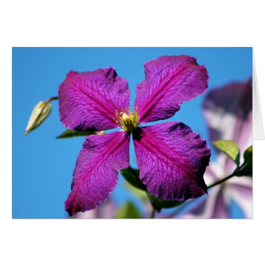 Purple Clematis Flower Cards (Front Horizontal)