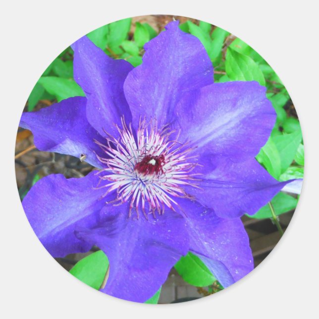 Purple Clematis Flower Classic Round Sticker (Front)