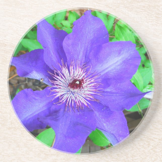 Purple Clematis Flower Drink Coaster (Front)