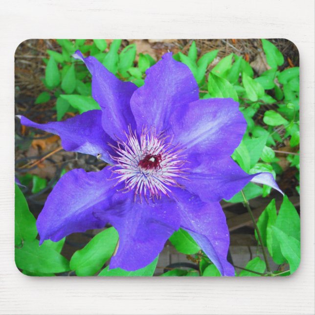 Purple Clematis Flower Mouse Pad (Front)