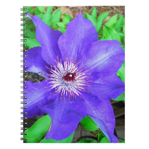 Purple Clematis Flower Notebook