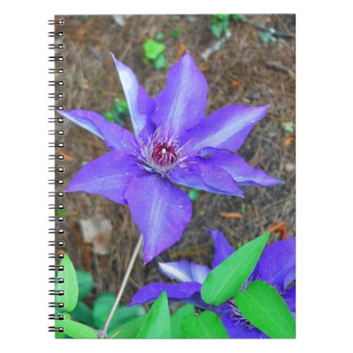 Purple Clematis Flower Notebook