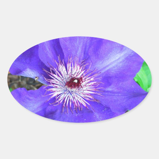 Purple Clematis Flower Oval Sticker (Front)