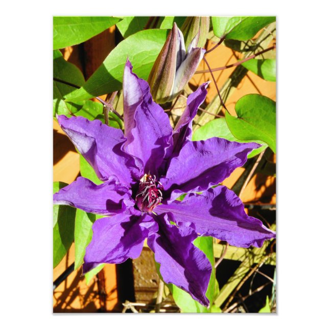 PURPLE CLEMATIS FLOWER PHOTO PRINT (Front)