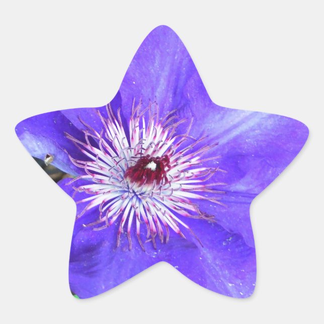 Purple Clematis Flower Star Sticker (Front)