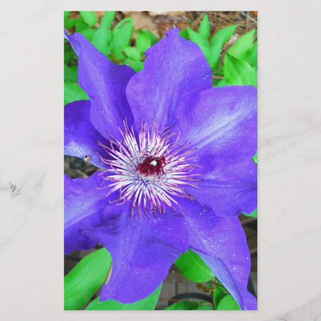 Purple Clematis Flower Stationery (Front)