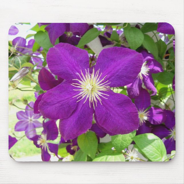 Purple Clematis Mouse Pad (Front)